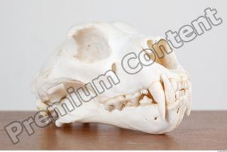 Skull photo reference 0011